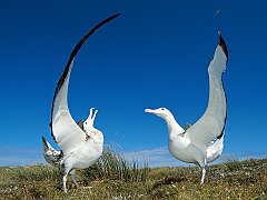 Gibson's Wandering Albatross, New Zealand